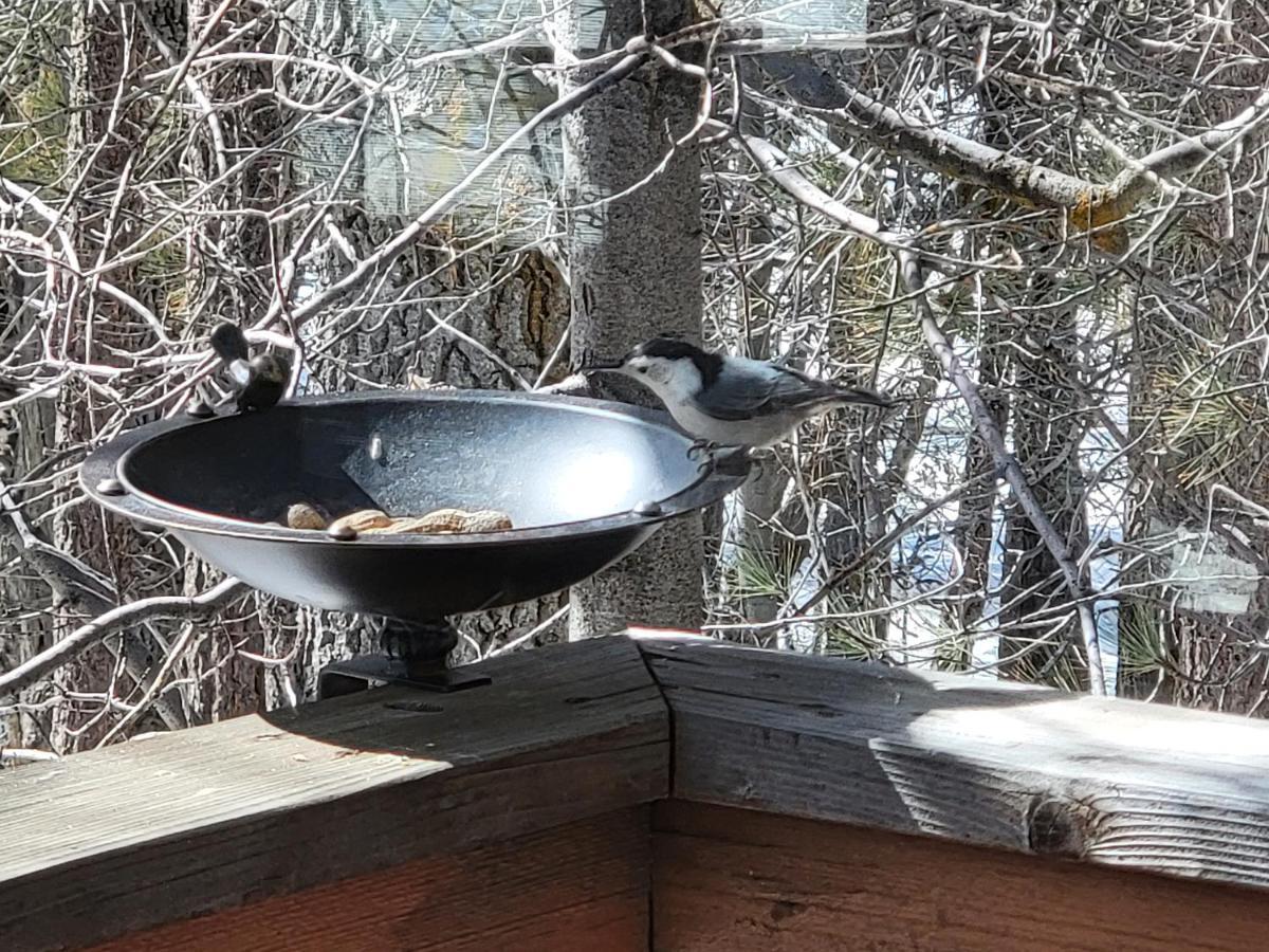 Four Seasons Getaway-Private Hot Spa With Pine Tree Views-Walk To Village And Pineknot Trailhead-Plus King Bed! Big Bear Lake Eksteriør billede